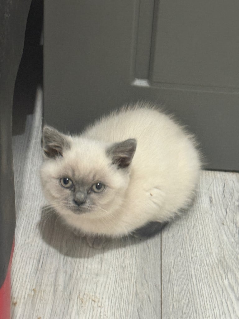 British Shorthair Kittens: 2 Blue Boys, 3 Colourpoint (2 Girls, 1 Boy) – Ready for Their New Homes