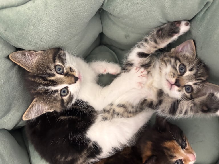 ✨Siberian Cross Kittens – 2 Boys – Hypoallergenic  £350. Ask about delivery