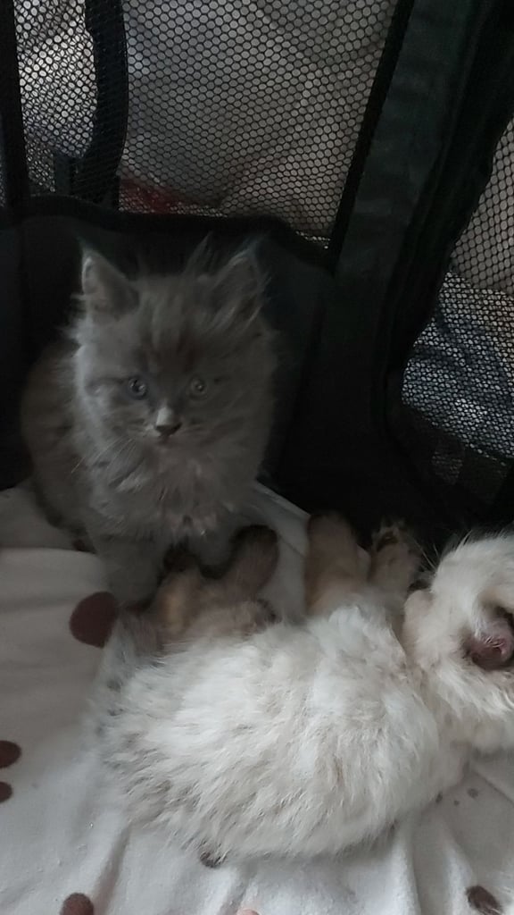 Ragdoll kittens 9 weeks