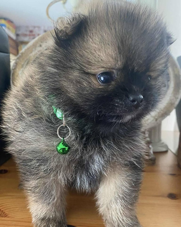 Pomeranian puppies - AVAILABLE 