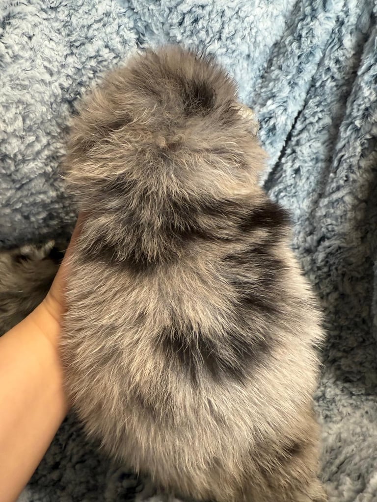 Very cute Pomeranian puppies 