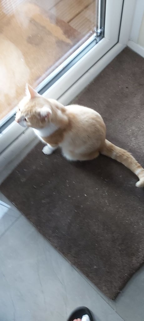 Beautiful kittens for sale