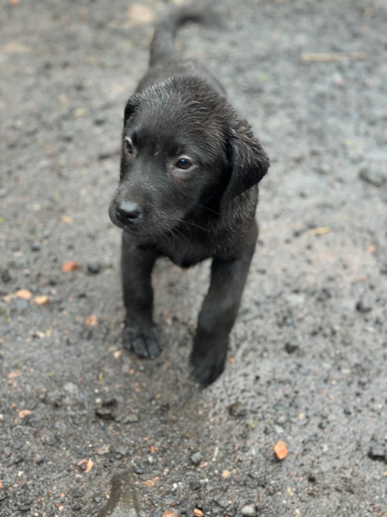 Black labrador Dogs Puppies for Sale Gumtree