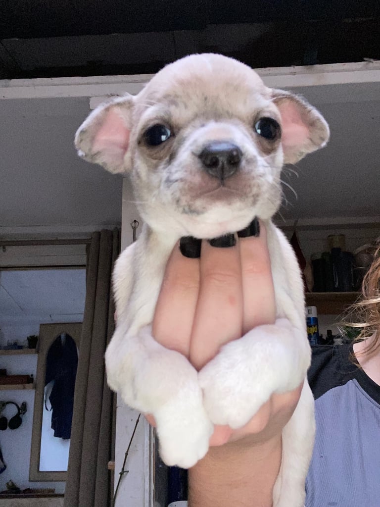 Pedigreeblue eyed Chihuahua puppies 