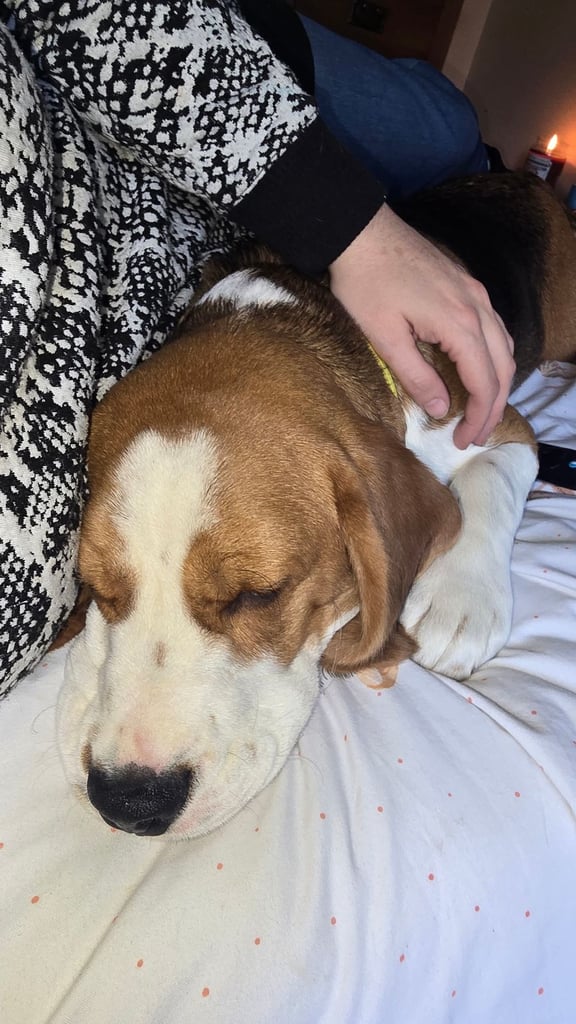 image for Cooper 7 mth old bocker beagle puppy