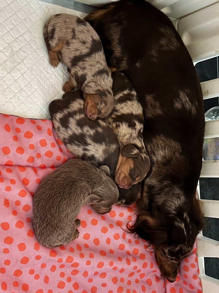 image for KC Registered Miniature Dachshund Puppies