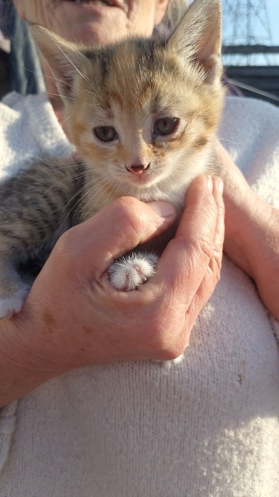 9 week old kittens
