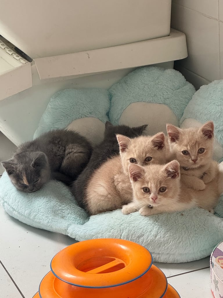 kitten 