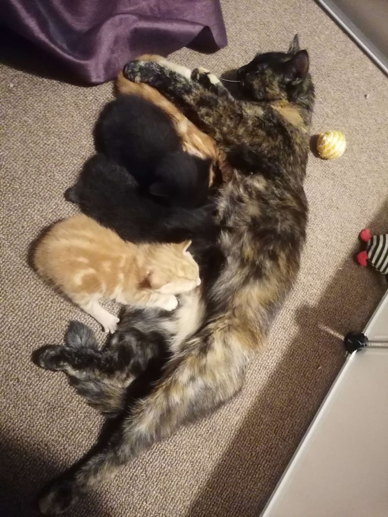4 stunning kittens 