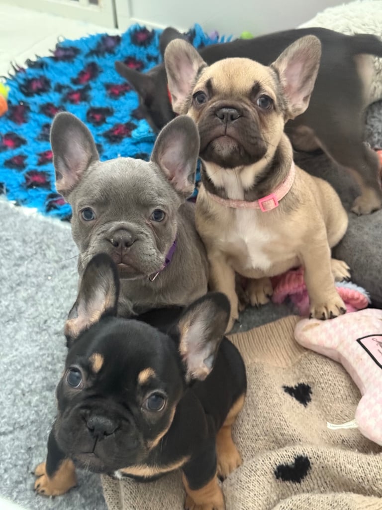 Adorable female French bulldog puppies ready now 