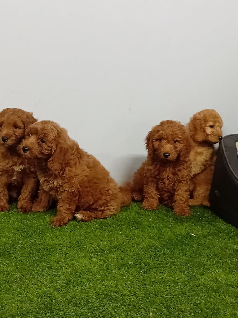 F1 cockapoo puppies