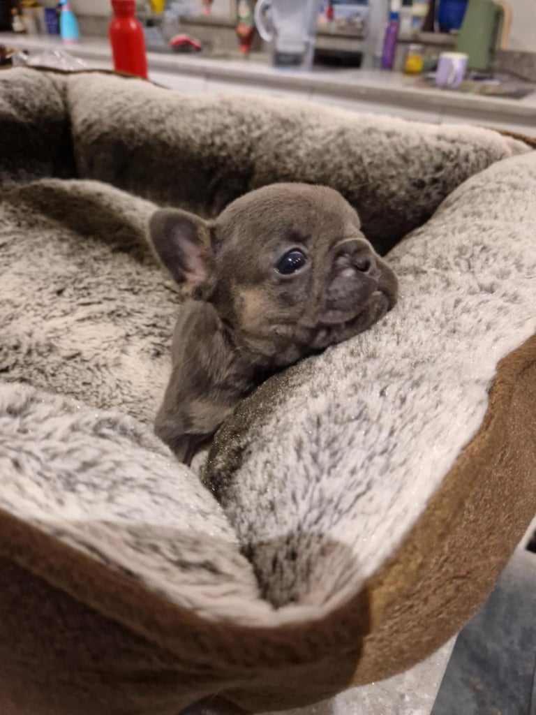 Full pedigree French bulldog puppies