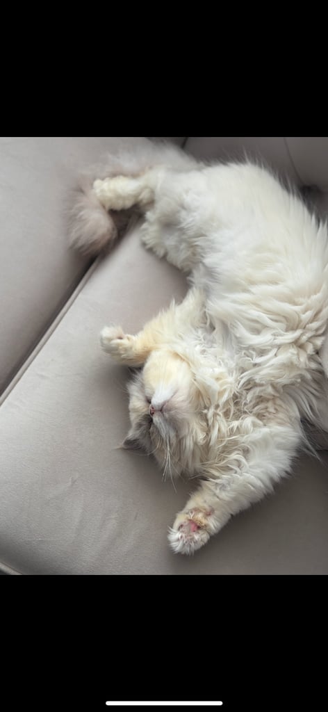 Persian cat- new loving home needed 