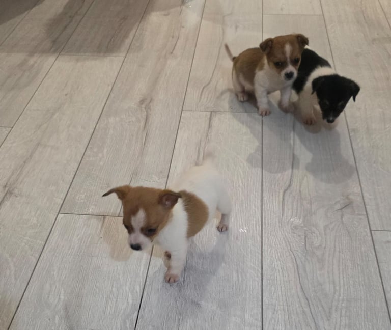 Chihuahua puppies 