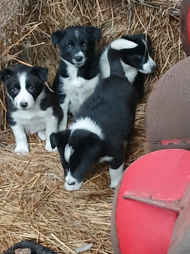 image for Collie Pups 
