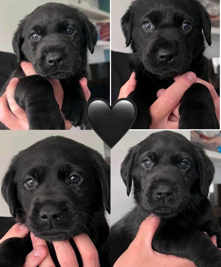 Labrador Puppies 