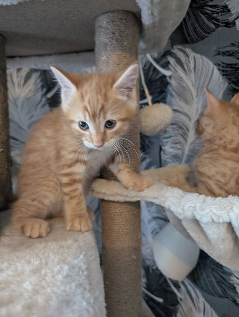 Kittens for sale 