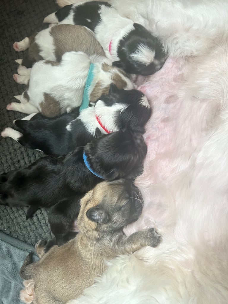 image for Stunning shih tzu puppies 