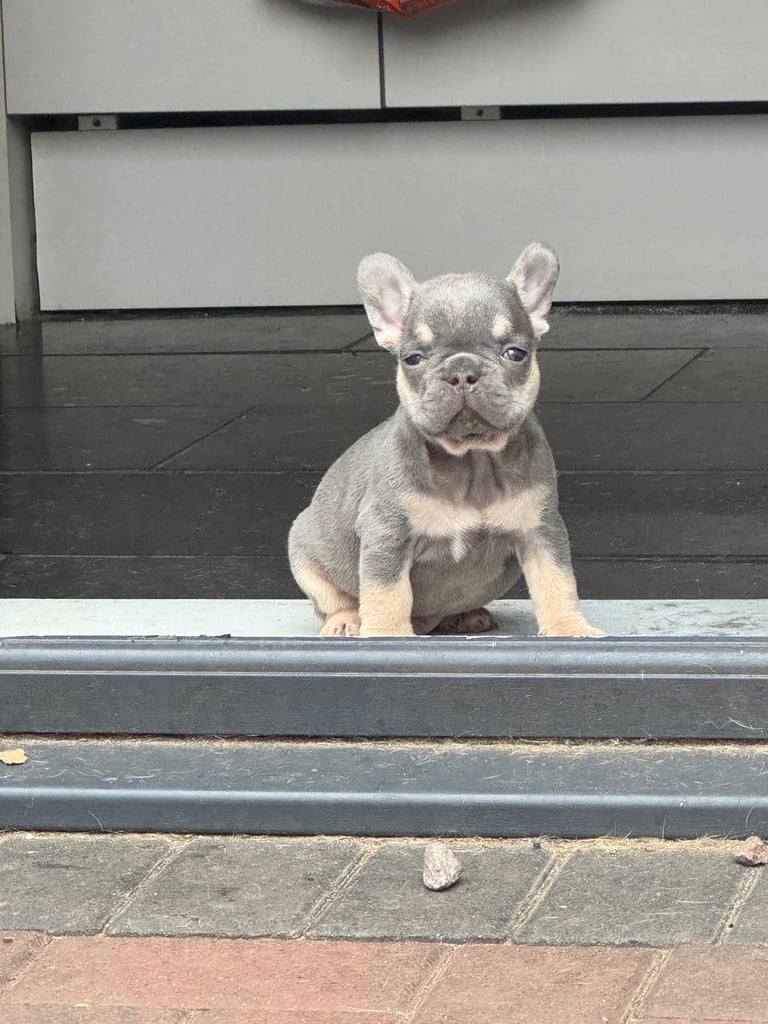 Frenchie boys and girls homie x Apollo lines 