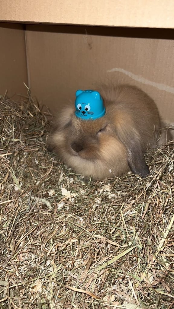 image for Friendly spayed female rabbit, 2 years old, loving home needed