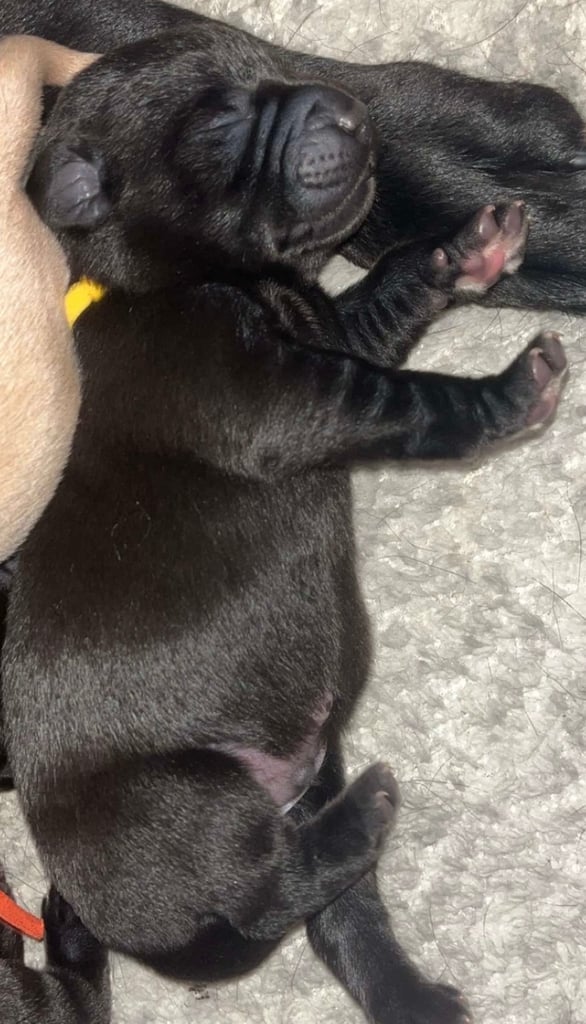 3 black KC Labradors available 