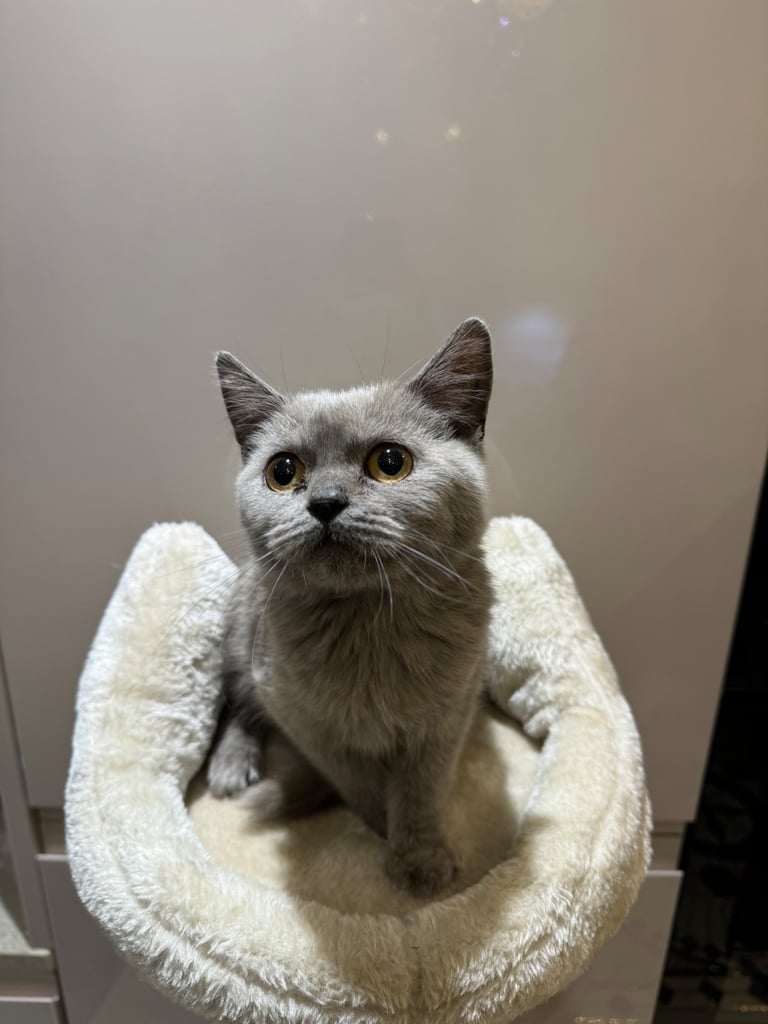 British short hair kittens 