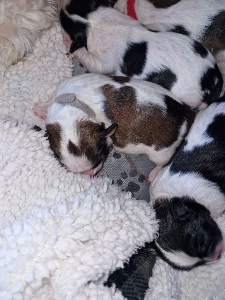 Shihtzu pups