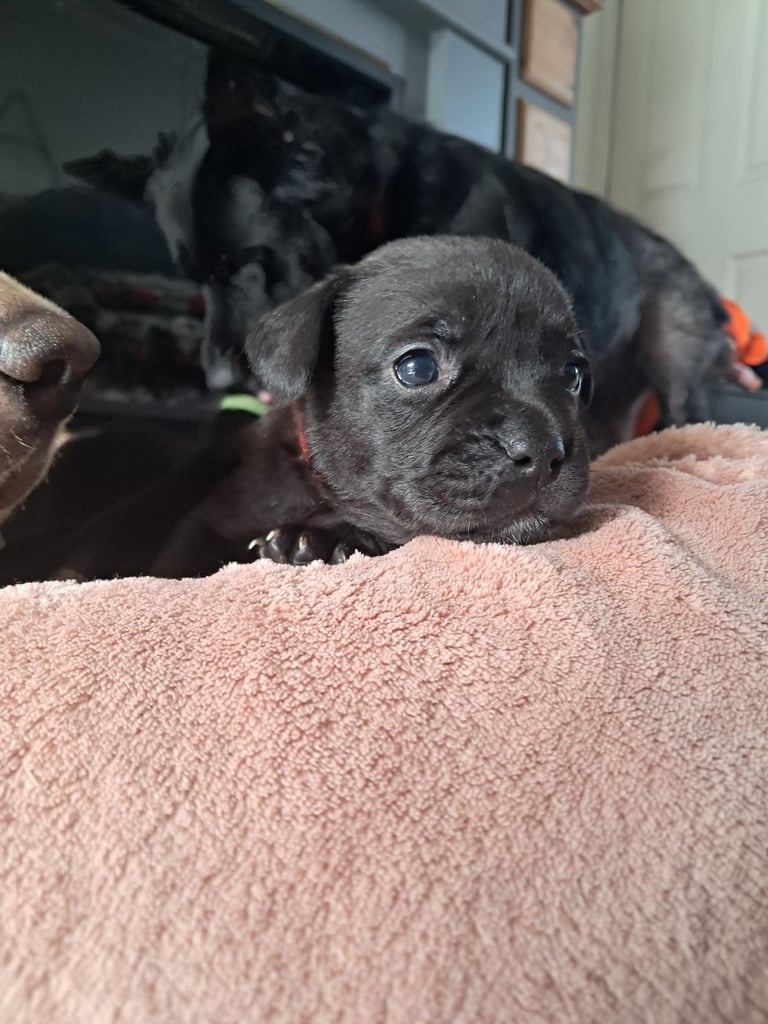 Frenchbulldog cross puppies 5 left 