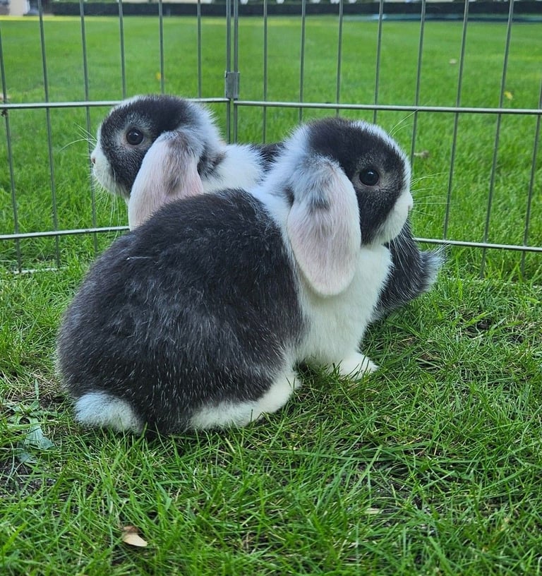 Gorgeous black and white putebred mini lop rabbit