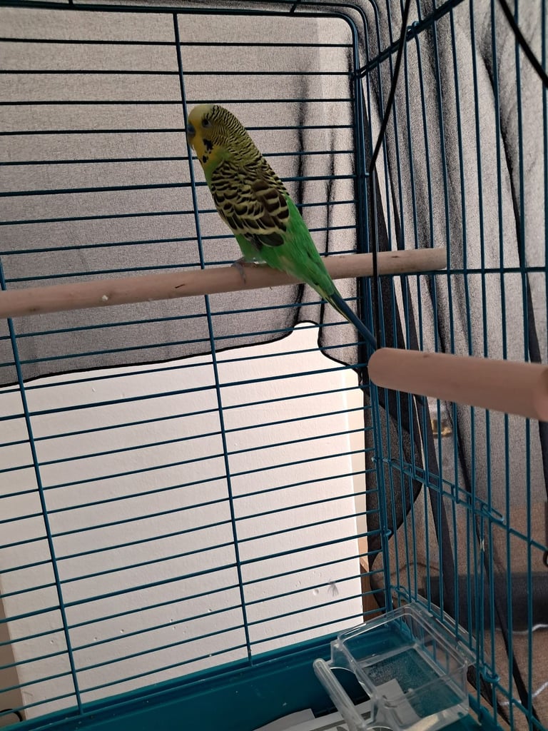 Two budgies must go together