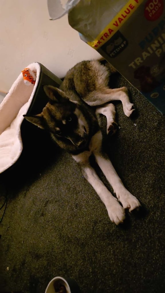 Siberian husky 6 months old