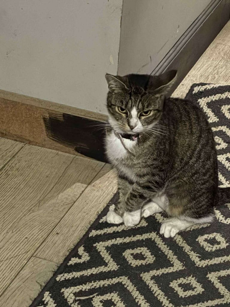 3 gorgeous adult cats to rehome