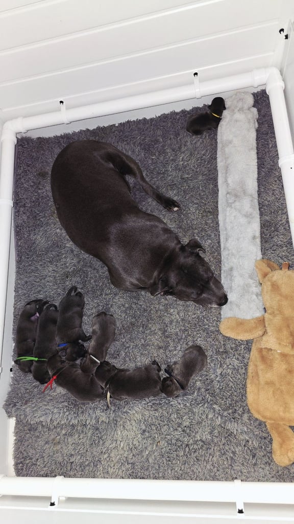 Staffordshire Bull Terriers