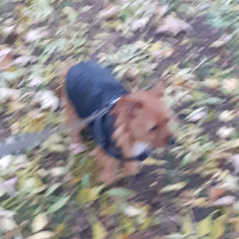 image for Northfork terrier little boy 14 months old 