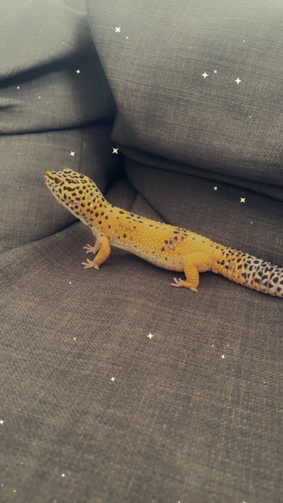 Leopard gecko and set up