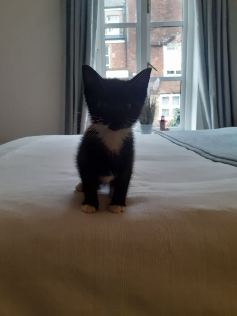 Pretty Tuxedo Kitten Looking For Love