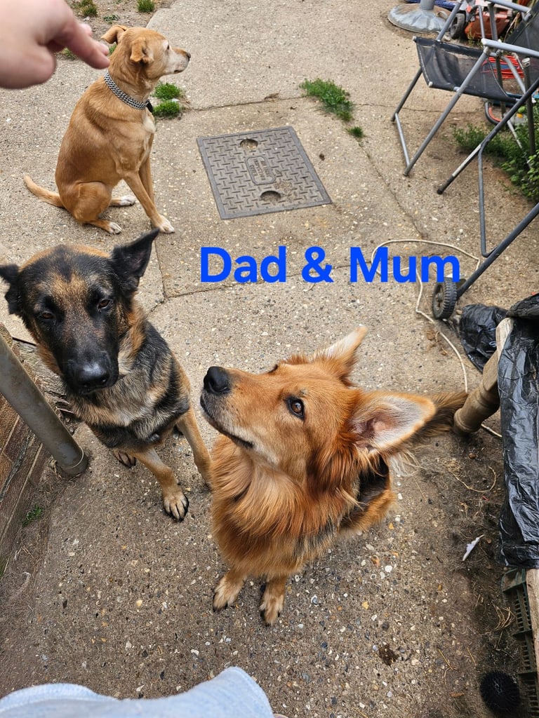 German Shepherds Boy