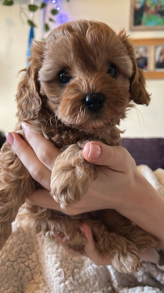 Cute Cavapoo Puppy Girl 