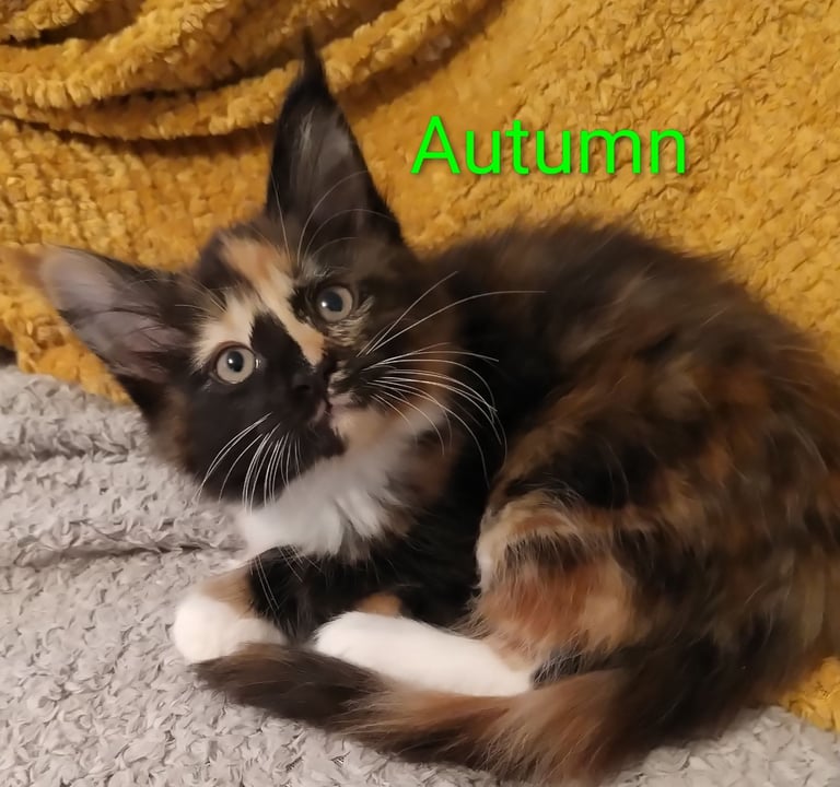 image for XL beautiful Maine coon kittens for sale 