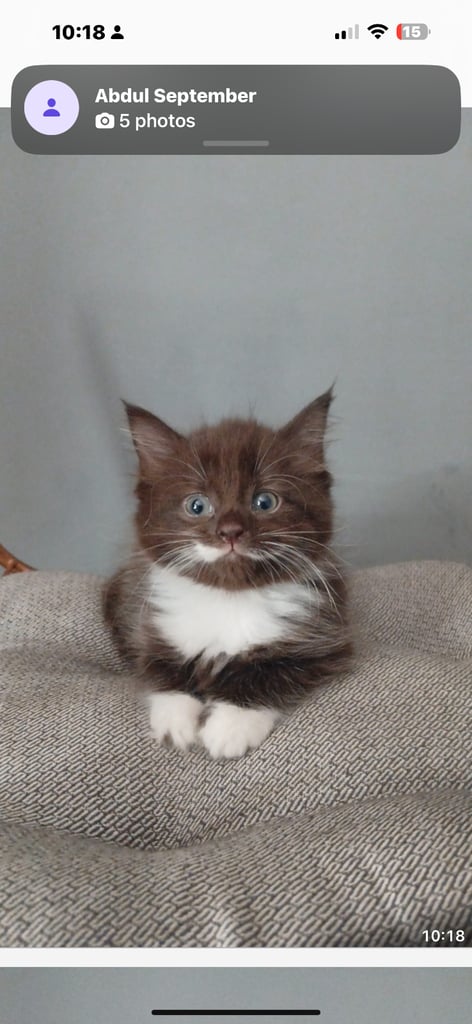 Beautiful mixed kittens only one left to perfect homes.