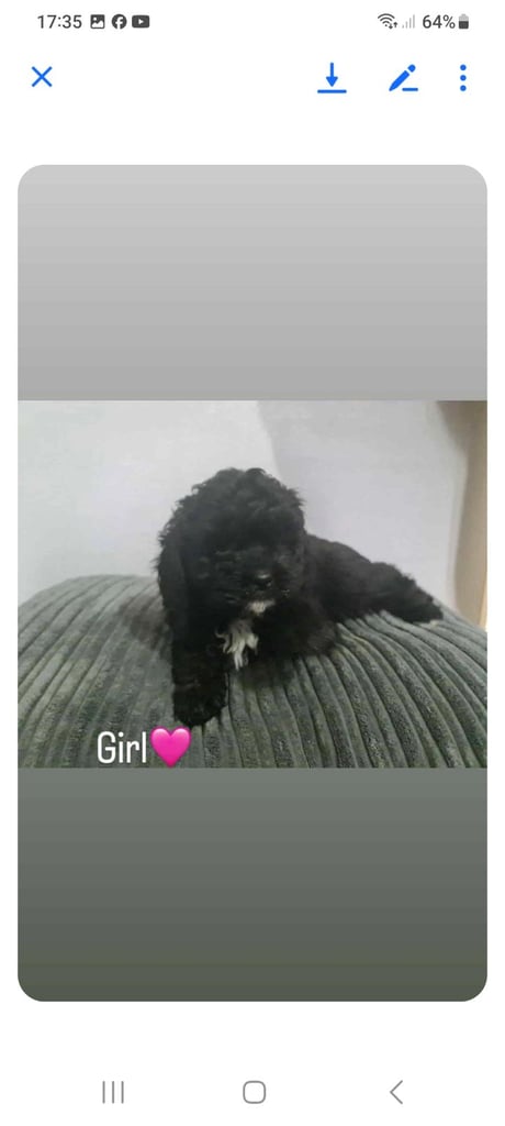 Shihtzu x toy poodle pups