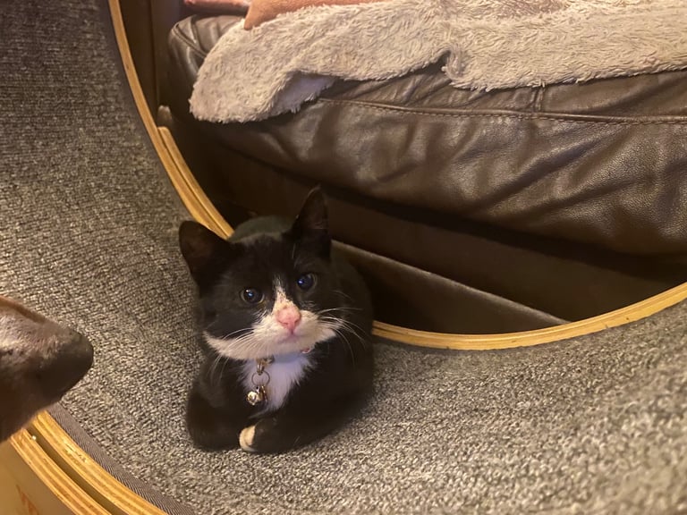 Lovely young cats looking for forever family 