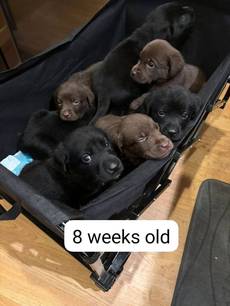 Labrador retriever puppies. 