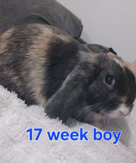 Mini lop boys available 