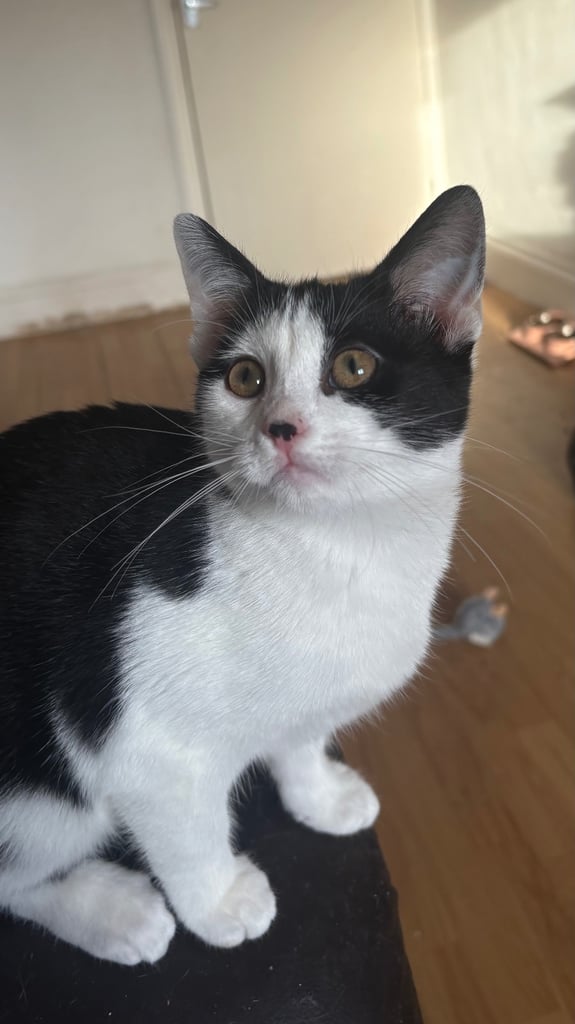 🐾 Kittens for Sale – Ready for New Homes ASAP 🐾