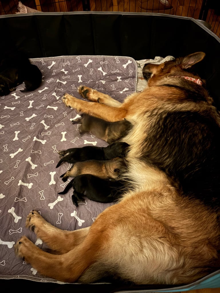 German Shepard puppies for sale 