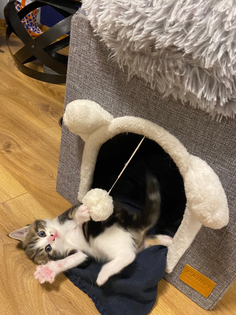 2 gorgeous little girls looking for their forever homes 