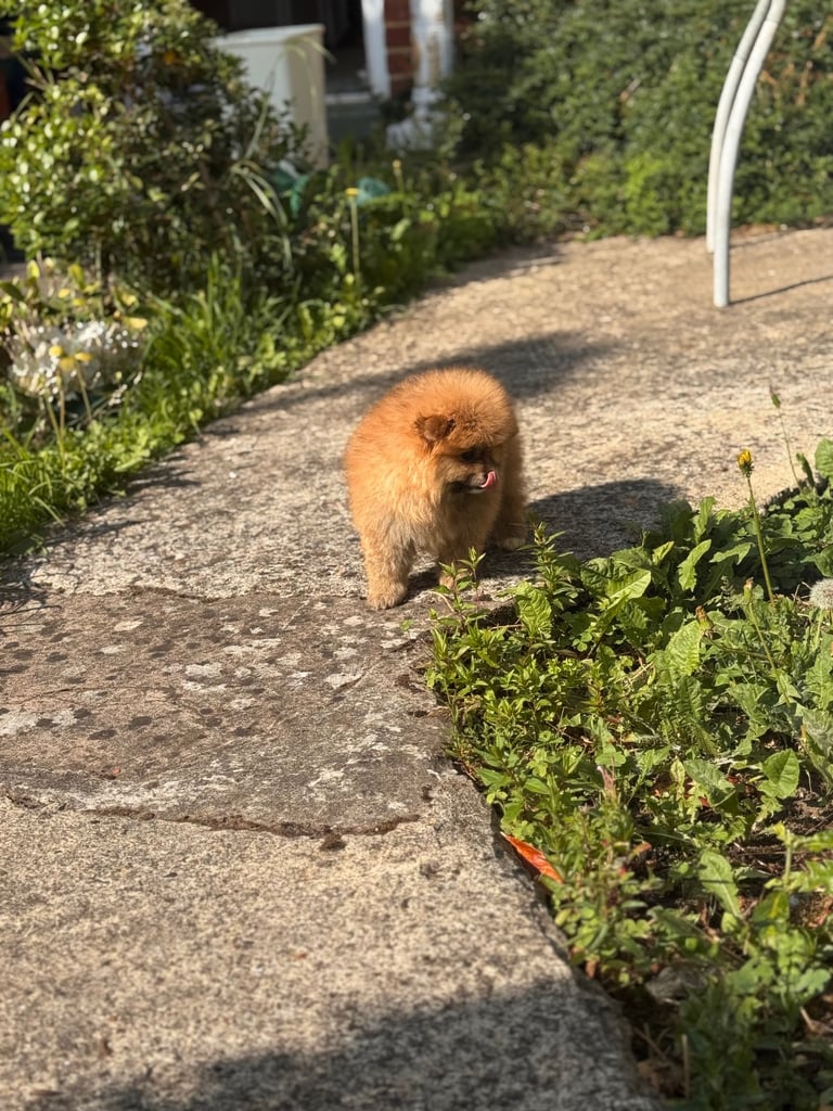 Small teddy Pomeranian puppy boy (brown) 
