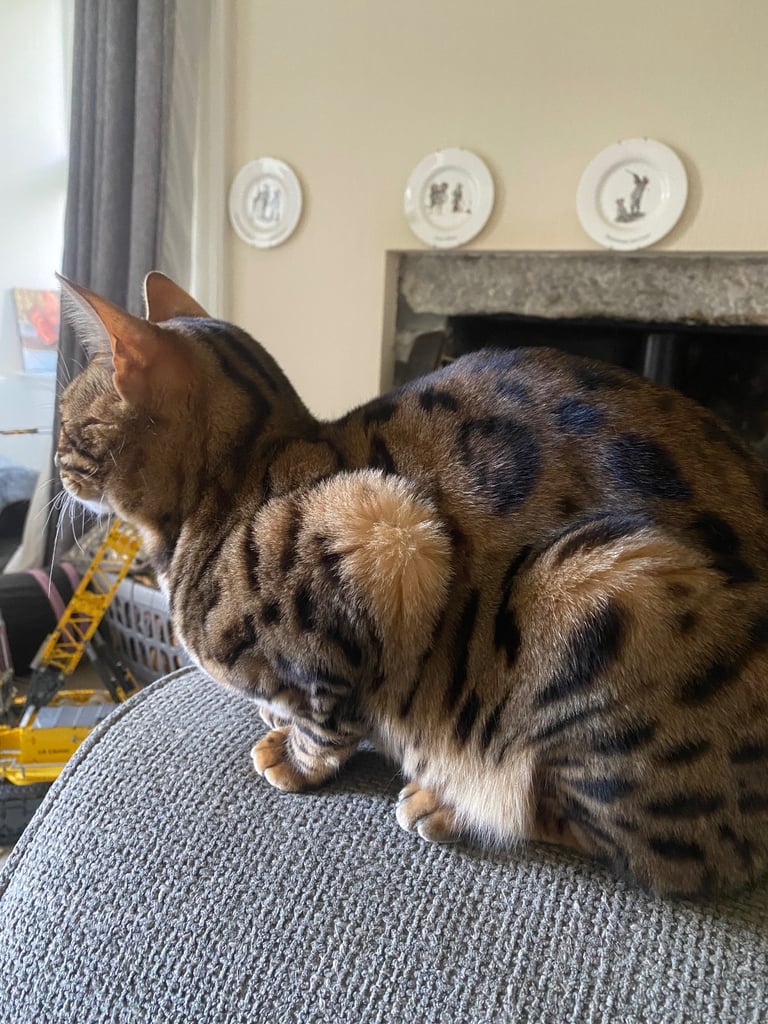 Bengal cat 