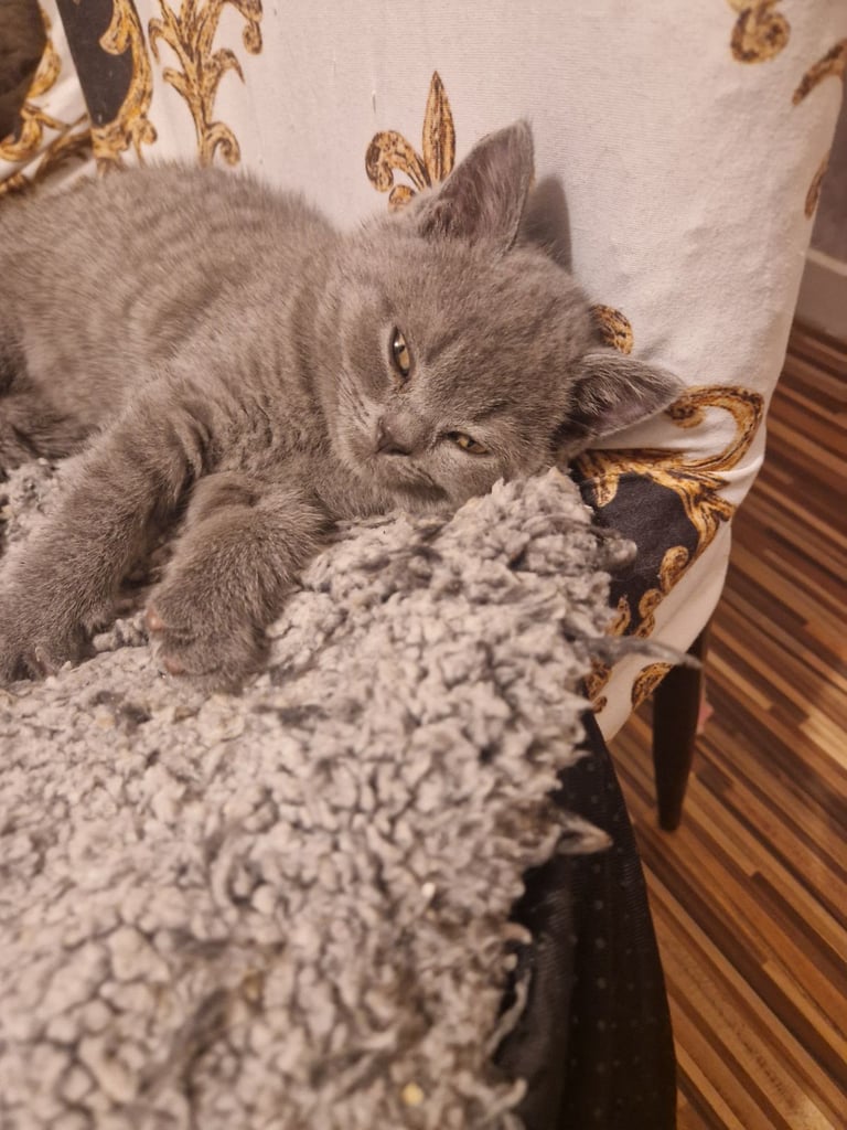 British short hair kitten